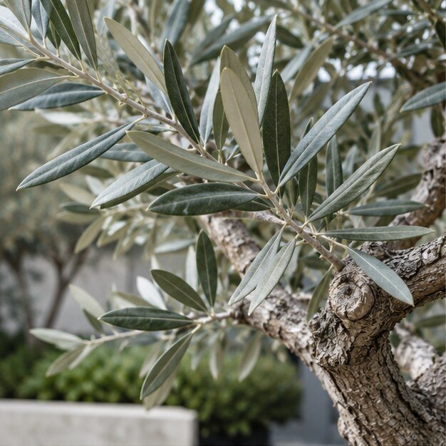 Olive foliage and textured branch
